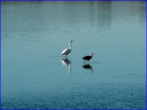Egret and Limpkin