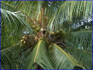 A coconut palm