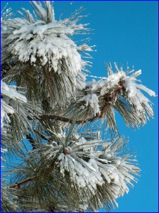 Ponderosa Pine needles laden with snow