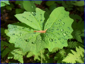 Waterproof Leaf