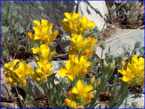 Desert flowers, in yellow ...