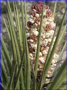 Yucca Leaves & Flower