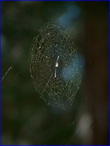 Pollen Web