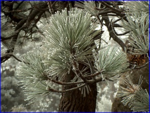 Pine Needles With Frost