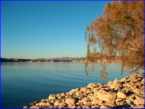 Lake Mohave Tree