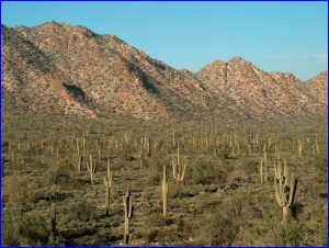 Saguaro Valley