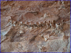 Dino Spine