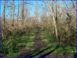 Bayou Segnette Trail