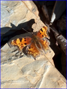 Butterfly On Rock