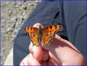 Butterfly On My Thumb