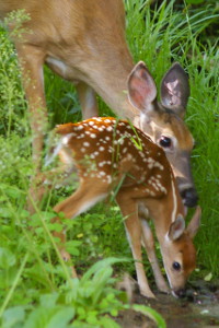 Doe and Fawn