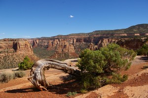 Contorted Juniper