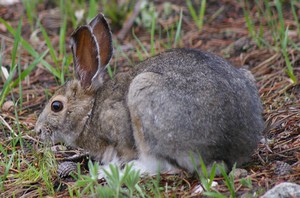 Snowshoe Hare