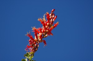 Flowering Ocotillo