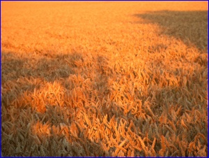 Sunset Wheat 2
