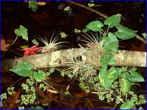 Airplants