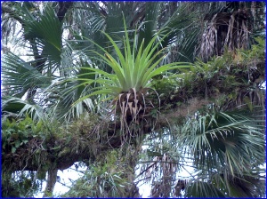 Bromeliad