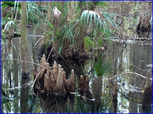 Cypress knees