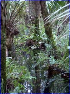 The Fern Garden