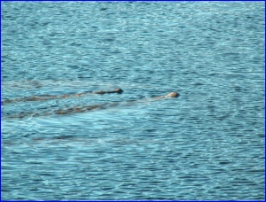 Manatee noses