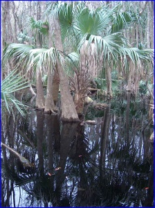 Palmetto reflection