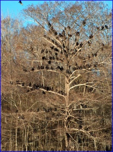 Vultures roosting