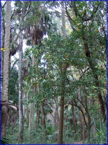 Wild orange tree