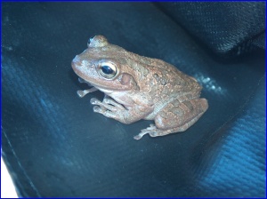 Frog