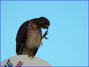 Scratching