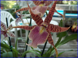 Orchid