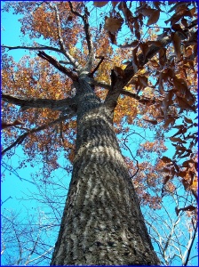 The Tall Timber trail