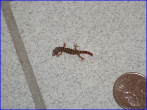 Tiny gecko