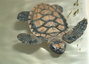 Another baby Hawksbill