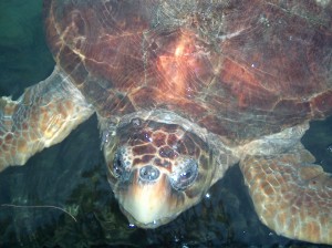 Closeup of an large Loggerhead turle