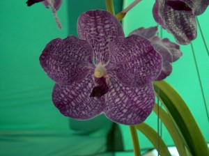 Another orchid photo