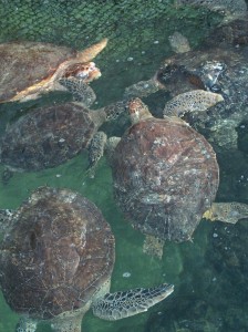 Feeding time at the Turtle Hospital
