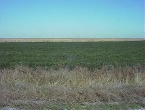 Alfalfa field