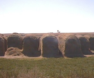 Hay stacked like loaves of bread
