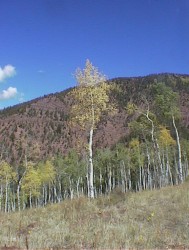 Aspens along the Sneve Gulch Trail