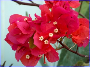 Bougainvillea