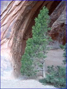 Eric The Half A Tree