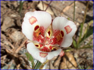 Lily (top view)
