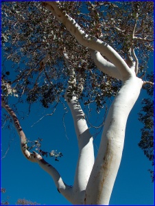 Eucalyptus