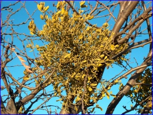 Mistletoe
