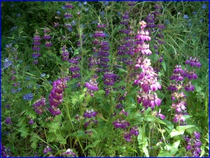 Blue & Purple
