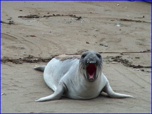 Big Yawn