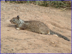 California Ground Squirrel