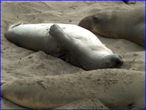 Elephant Seal On Back