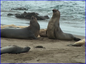 Posturing Males