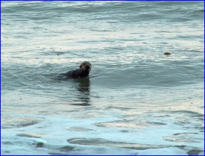 Sea Otter